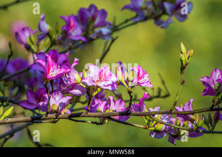Belle fleur violet et blanc dans un jardin Banque D'Images
