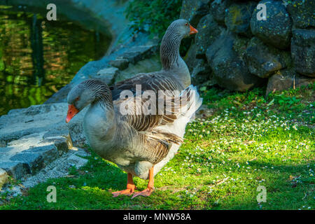 Deux sawns adultes formant une forme de coeur Banque D'Images
