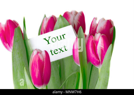 Groupe de tulipes roses sur fond blanc Banque D'Images