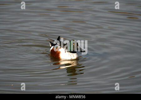 Canard souchet Anas clypeata mâle en plumage de printemps drake à Delta del Llobregat parc naturel. Barcelone. La Catalogne.Espagne Banque D'Images