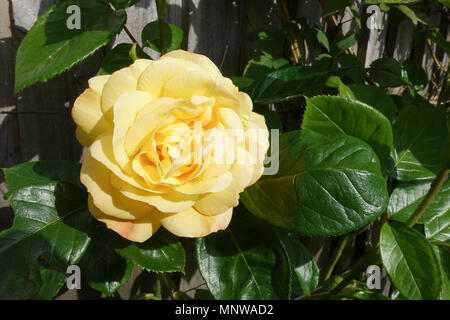 Arthur Bell Floribunda Rose jaune - 1 Banque D'Images