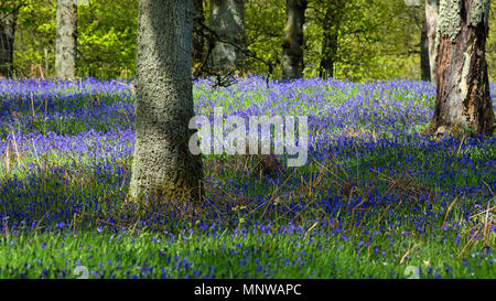 Bois Bluebell autochtones en mai, Kinclaven, Blairgowriee, Perthshire, en Écosse. Banque D'Images