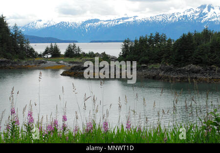 Vue panoramique près de Juneau, Alaska, avec de belles montagnes enneigées, de l'eau, des forêts, des rives et des fleurs sauvages. Banque D'Images