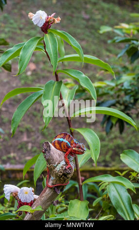 Caméléon en forêts vierges de l'Andasibe Parc National, est de Madagascar Banque D'Images