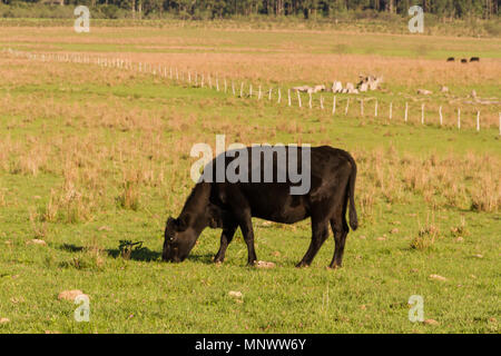 Vaches qui paissent dans la verte campagne Argentine Banque D'Images