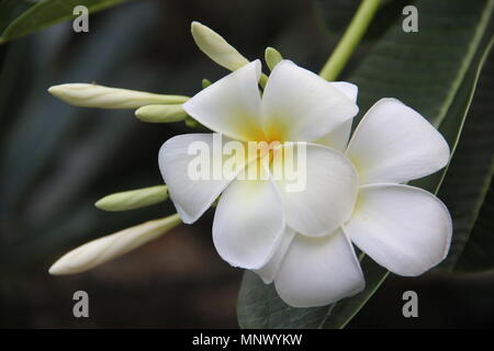 Perfect white plumeria fleurs dans un jardin sur les terrains de l'hôtel Marriott's Phuket Beach Club sur la plage de Mai Khao en Thaïlande. Banque D'Images