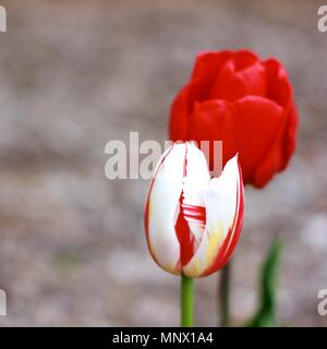Tulipes rouges et blanches dans un seul conteneur de jardin Banque D'Images