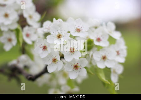 Les pommiers, poiriers et pêchers sont en fleurs au Yakima Area Arboretum sur une journée de printemps. Banque D'Images