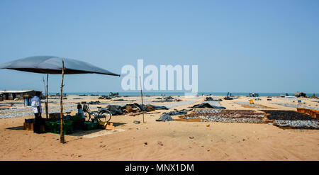 Le séchage du poisson au soleil sur la plage de sable de Negombo, Sri Lanka Banque D'Images