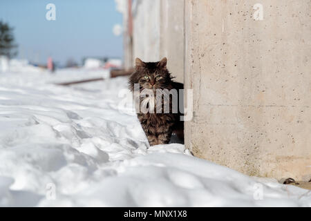 Torturé et indolent cat se profile derrière la barrière de béton en hiver Banque D'Images