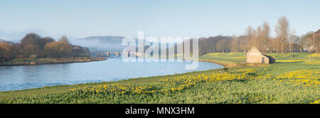 Dérives de jonquilles égayer les rives de la rivière Dee à Aberdeen de nuages bas accroché à la colline derrière le pont de Dee Banque D'Images