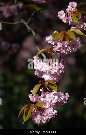 Japanese Cherry Blossom (prises dans le cimetière Allenvale, Aberdeen, Écosse). Banque D'Images
