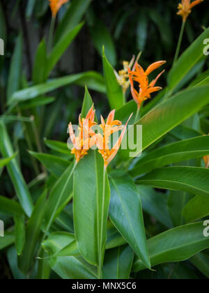 Close up de belles fleurs orange et jaune, avec de grosses graines heliconia feuilles vertes à l'arrière-plan. Banque D'Images