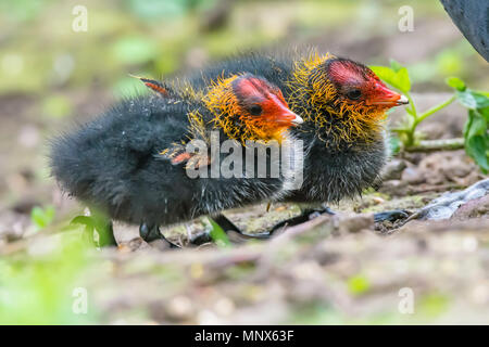 Foulque colorée de poussins sur les rives du lac.la magnifique nature de la faune au printemps.uk.monde naturel conservation.Adorable foulque d'enfants. Banque D'Images