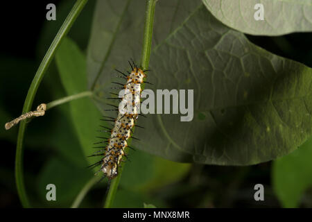 Caterpillar d'Heliconius erato, Nymphalidae, Costa Rica, Centramerica Banque D'Images