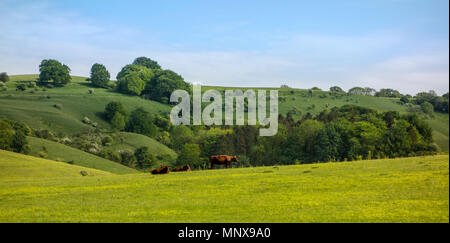 Pegsdon Hills et Hoo peu, réserve naturelle en Pegsdon dans le Bedfordshire, Chilterns Région d'une beauté naturelle Banque D'Images