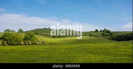 Pegsdon Hills et Hoo peu, réserve naturelle en Pegsdon dans le Bedfordshire, Chilterns Région d'une beauté naturelle Banque D'Images