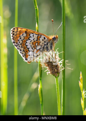 European butterfly au repos sur l'herbe.. Melitaea cinxia. Glanville fritillary. Banque D'Images