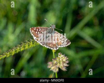 Hesperiidae. Pyrgus malvae Grizzled skipper.. Banque D'Images