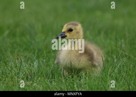 Peu de gosling Bernache du Canada (Branta canadensis) dans un pré au printemps Banque D'Images