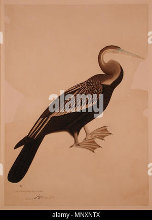 . Anglais : Série Titre : l'Impey Album Suite Nom : l'affichage de l'album : Artiste Impey Bhawani Das Date de création : ca. Affichage 1780 Dimensions : 25 po. x 18 31/32 3/16 in. (66 cm x 46,2 cm) de la ligne de crédit : Edwin Binney 3ème Numéro : 1990.1360 Collection :  <a href ='http://www.sdmart.org/art/our-collection/asian-art' rel ='nofollow' >Les San Diego Museum of Art </a > . 6 septembre 2011, 14:32:09. Anglais : thesandiegomuseumofartcollection 1175 L'Indien Vert ou serpent-oiseau (Anhinga melanogaster) (6124597923) Banque D'Images