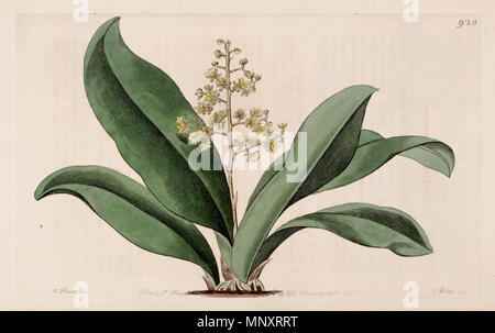 . Illustration de Trichocentrum pumilum (syn. L'Oncidium pumilum) . 1825. Designer : M. Hart - Graveur : J. Watts 1204 Trichocentrum pumilum (comme l'Oncidium pumilum) - Bot. Reg. 11 pl. 920 (1825) Banque D'Images