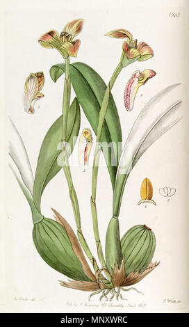. Trigonidium obtusum . 1837. Mme Drake (1803-1857) del., J. Watts sc. 1204 Trigonidium obtusum - Edwards vol 23 pl 1923 (1837) Banque D'Images