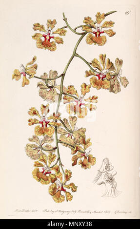 . Tolumnia guttata (comme syn. L'Oncidium luridum var. guttatum) . 1839. Mme Drake (1803-1857) del. , G. Barclay sc. 1198 Tolumnia guttata (comme l'Oncidium luridum var. guttatum) - Edwards vol 25 ns (2) PL 16 (1839) Banque D'Images