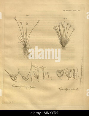 . Illustration de l'cuspidigera Centrolepis amula Centrolepis et et une page du volume X des transactions de la Société linnéenne de Londres, publié en 1811. 1811. Divers 1203 transactions de la Société linnéenne de Londres, Volume 10 - onglet. 12-original Banque D'Images