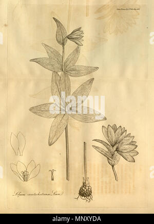 . Illustration de Lilium camtschatcense et une page du volume X des transactions de la Société linnéenne de Londres, publié en 1811. 1811. Divers 1203 transactions de la Société linnéenne de Londres, Volume 10 - onglet. 11-original Banque D'Images