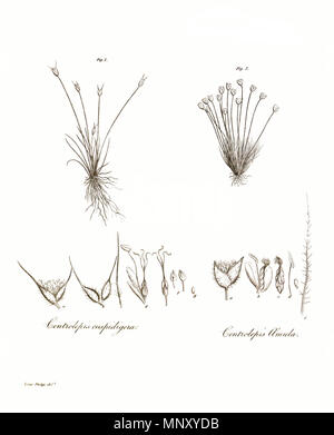 . Illustration de l'cuspidigera Centrolepis amula Centrolepis et et une page du volume X des transactions de la Société linnéenne de Londres, publié en 1811. 1811. Divers 1203 transactions de la Société linnéenne de Londres, Volume 10 - onglet. 12-remplacé Banque D'Images