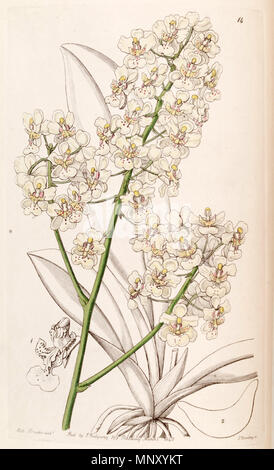 . Trichocentrum stramineum (comme syn. L'Oncidium stramineum) . 1840. Mme Drake (1803-1857) del. , G. Barclay sc. 1204 Trichocentrum stramineum (comme l'Oncidium stramineum) - Edwards vol 26 (NS) 3 pl 14 (1840) Banque D'Images