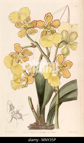 . Trichocentrum bicallosum (syn. L'Oncidium bicallosum) . 1843. Mme Drake (1803-1857) del. , G. Barclay sc. 1204 Trichocentrum bicallosum Oncidium bicallosum (comme Edwards) - vol 29 (NS) 6 pl 12 (1843) Banque D'Images