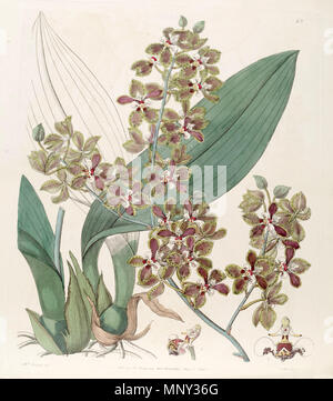 . Trichocentrum microchilum (syn. L'Oncidium) microchilum . 1843. Mme Powell del. , G. Barclay sc. 1204 Trichocentrum microchilum microchilum (comme l'Oncidium) - Edwards vol 29 (NS) 6 pl 23 (1843) Banque D'Images