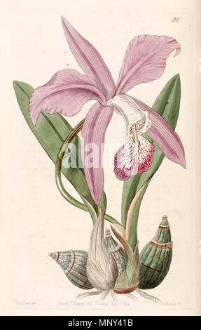 . Diplocentrus speciosa (syn. Diplocentrus majalis) . 1844. Mme Drake (1803-1857) del. , G. Barclay sc. 789 Diplocentrus speciosa (comme Diplocentrus majalis) - Edwards vol 30 ns (7) PL 30 (1844) Banque D'Images