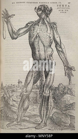 . 1231 p187 Vesalius Fabrica Banque D'Images