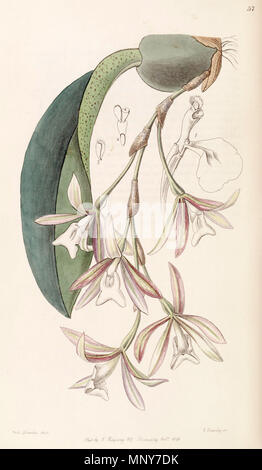 . Trichopilia laxa (comme syn. Pilumna laxa) . 1846. Mme Drake (1803-1857) del., G. Barclay sc. 1204 Trichopilia laxa (comme Pilumna laxa) - Edwards vol 32 ns (9) PL 57 (1846) Banque D'Images