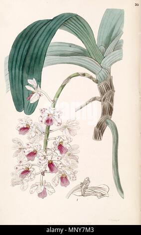 . Rhynchostylis gigantea subsp. violacea (syn. Vanda violacea) . 1847. Mme Drake (1803-1857) del., G. Barclay sc. 1059 Rhynchostylis gigantea subsp. violacea (comme Vanda violacea) - Edwards vol 33 (NS 10) pl 30 (1847) Banque D'Images