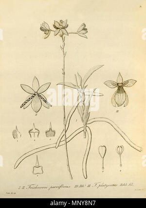 . Illustration de : I, II. Comme antennifer Trichoceros (syn. Trichoceros parviflorus, gauche et centre) III. Trichoceros platyceros (à droite) . 1858. Heinrich Gustav Reichenbach (1824-1889) Noms alternatifs Rchb.f. German-Saxon pteridologist Description, botaniste, ornithologue et enseignant à l'université Date de naissance/Décès 3 Janvier 1824 6 mai 1889 Lieu de naissance/décès Dresde Hambourg Leipzig Lieu de travail contrôle d'autorité : Q62820 : 77066171 ISNI VIAF : 0000 0000 8396 1069 RCAC : n79125882 NLA : 35749194 : Botaniste Rchb.f. 1204 antennifer Trichoceros WorldCat (comme Trichoceros parviflorus) Banque D'Images