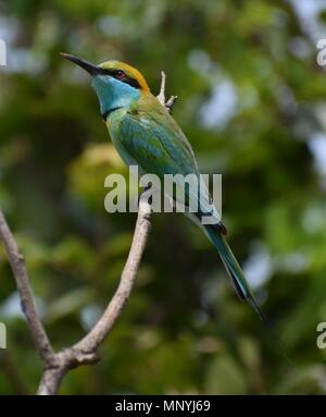 Green Bee-eater dans le Parc National de Udawalawe Banque D'Images