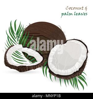 La noix de coco, l'ensemble et pièces avec feuilles de palmier isolé sur fond blanc. Vector Illustration botanique coloré. Tropic design vintage Illustration de Vecteur