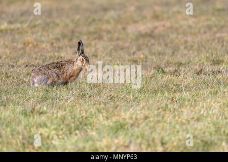 Un lièvre (Lepus europaeus) est assis dans un pré vert et attentifs . Banque D'Images