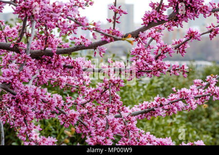 Avis de fleurs fleur fond urbain contre Banque D'Images