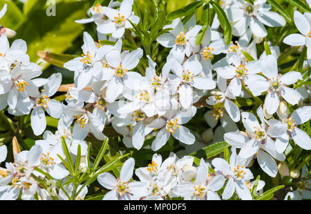 Petites fleurs blanches de l'Oranger du Mexique (Choisya ternata) à la fin du printemps/début de l'été dans le West Sussex, Angleterre, Royaume-Uni. Banque D'Images