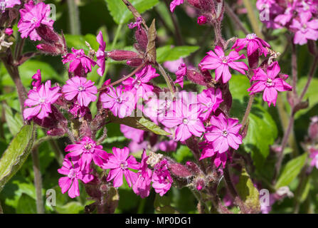 Campion rouge fleurs (Silene dioica) à la fin du printemps dans le West Sussex, Angleterre, Royaume-Uni. Banque D'Images