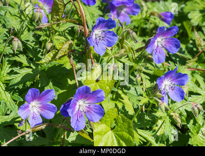 Le géranium pourpre, géranium sanguin (Geranium Meadow probablement pratense, Prairie géranium sanguin, géranium sanguin commun) des fleurs à la fin du printemps dans le West Sussex, Royaume-Uni. Banque D'Images