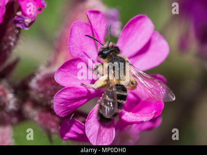 Andrena flavipes, l'exploitation minière à pattes jaune abeille sur une fleur au printemps (mai) dans le West Sussex, Angleterre, Royaume-Uni. Banque D'Images