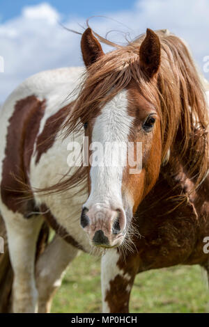 Dans la zone de pâturage de chevaux Banque D'Images