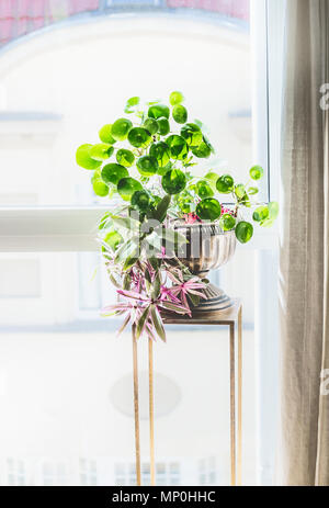 Home décor intérieur avec des plantes d'intérieur. Belle urne semoir avec de l'argent chinois, l'usine usine missionnaire et Moïse-dans-le-bateau sur stand à gagner Banque D'Images