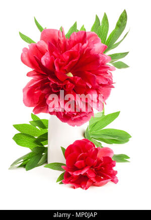 Fleurs de couleur saumon peony isolé sur fond blanc Banque D'Images